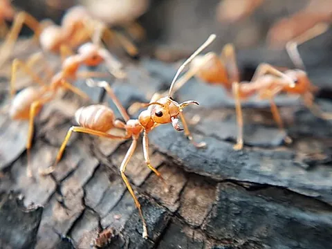 weaver ant: any ant of the genus Oecophylla which construct their nests by weaving leaves together with silk...
