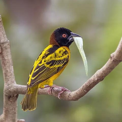 weaverbird: ploceidae, the family most commonly known by this name