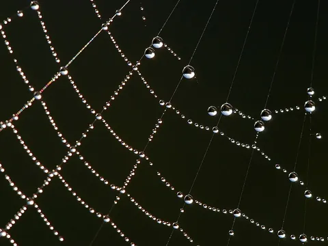 web: the silken structure which a spider builds using silk secreted from the spinnerets at the caudal...