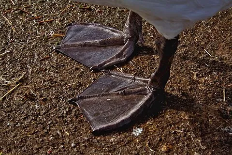 webfoot: a foot that has toes connected by folds of skin