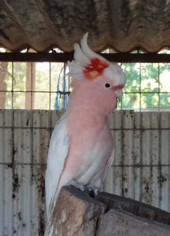 wee juggler: major Mitchell's cockatoo, Lophochroa leadbeateri