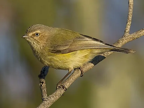 weebill: a small Australian warbler, Smicrornis brevirostris, that has a short bill