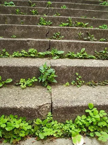 weed: any plant unwanted at the place where and at the time when it is growing