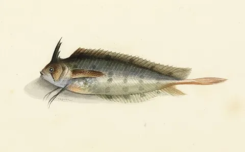 weedfish: one of a variety of species of fish of the family Clinidae found in the waters off Australia and...