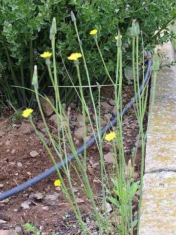 weedy hawksbeard: a plant of species Crepis vesicaria
