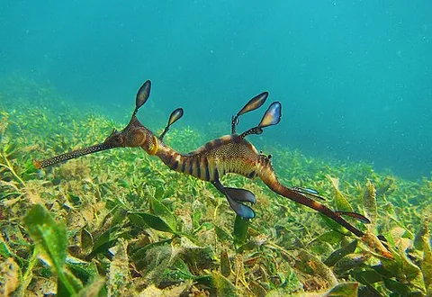 weedy sea dragon: a marine fish related to the seahorse, native to the waters off southern Australia (Phyllopteryx...