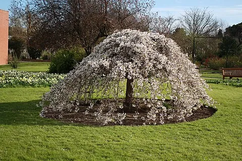 weeping tree: any tree with pendulous branches, such as a weeping willow
