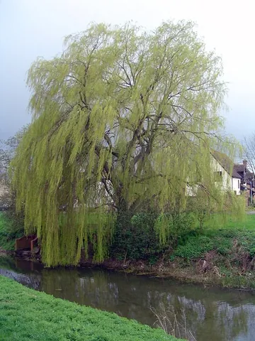 weeping willow: a willow of species Salix babylonica, with pendulous branches, native to China