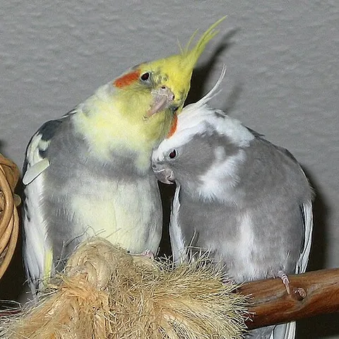 weero: a cockatiel, Nymphicus hollandicus