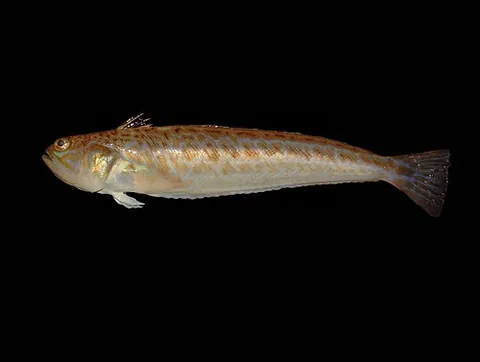 weever: any of the usually brown fish in family Trachinidae, which catch prey by burying themselves in the...