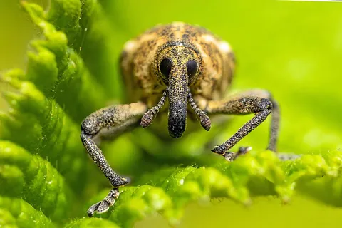 weevil: any of many tens of thousands of species of herbivorous beetles, ranging in size from tiny to...