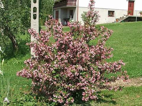 weigela: any plant of the genus Weigela
