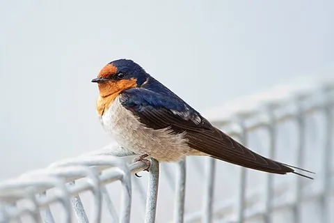 welcome swallow: a small passerine bird, taxonomic name Hirundo neoxena