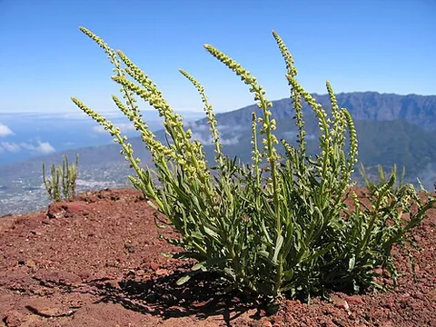 weld: a herb (Reseda luteola) related to mignonette, growing in Europe, and to some extent in America,...