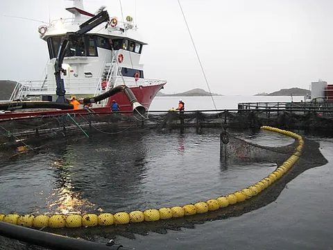 well-boat: a fishing vessel designed to carry live fish in a tank or well