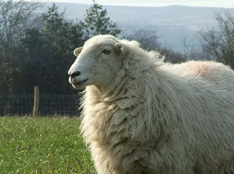welsh mountain sheep: a kind of small, hardy sheep from the higher parts of the mountains of Wales