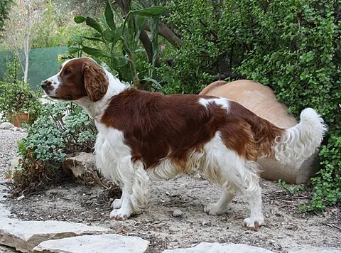 welsh springer spaniel: a dog of a Welsh hunting breed of the spaniel family, white with red markings