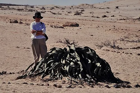 welwitschia: any member of the species Welwitschia mirabilis, a desert plant of southwest Africa