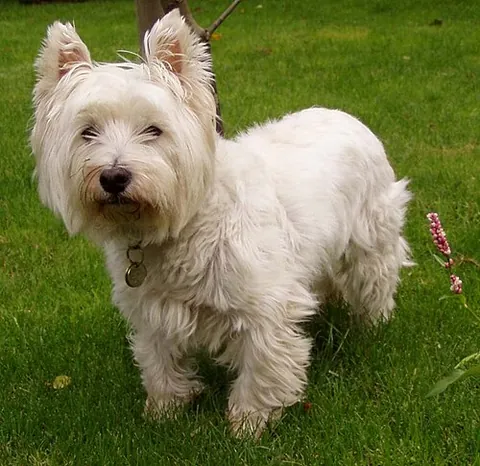 west highland white terrier: a breed of dog from Scotland with a distinctive white harsh coat / pelage with a somewhat soft...