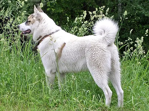 west siberian laika: a breed of spitz–type hunting dog, originating in Russia