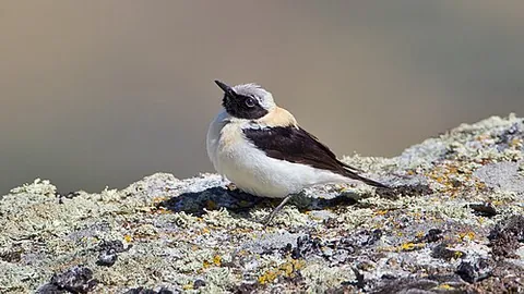 western black-eared wheatear: oenanthe hispanica, an Old World flycatcher native to the Mediterranean and Caucasus