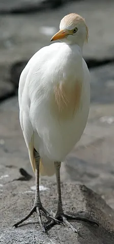 western cattle egret: bubulcus ibis is a species of heron (family Ardeidae) found in the tropics, subtropics and warm...