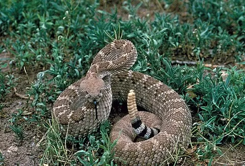 western diamondback rattlesnake: crotalus atrox, a venomous pit viper species found in the United States and Mexico