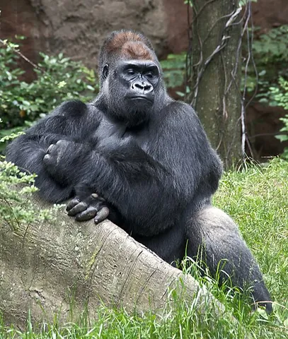 western gorilla: gorilla gorilla, a great ape and the most populous species of the genus Gorilla
