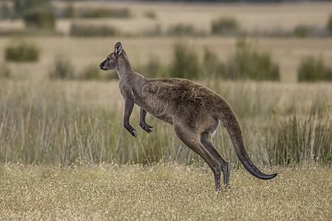 western grey kangaroo: a kangaroo of species Macropus fuliginosis, found in most of southern Australia