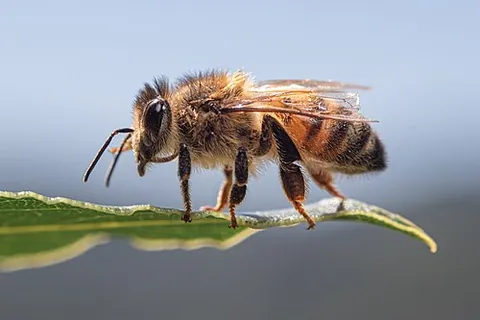 western honey bee: any bee of the species Apis mellifera, the most populous and widespread species of bee, native to...
