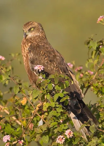 western marsh harrier: circus aeruginosus, a large harrier, a bird of prey from temperate and subtropical western Eurasia...