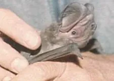 western mastiff bat: eumops perotis, a species of bat found across the Americas