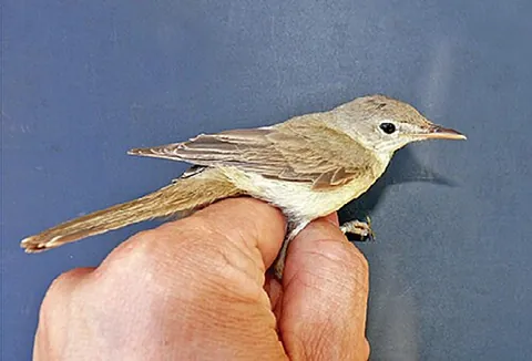 western olivaceous warbler: iduna opaca, an Old World warbler