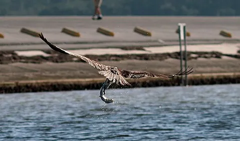 western osprey: a fish-eating bird of prey of the species Pandion haliaetus