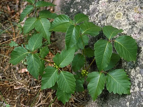 western poison ivy: toxicodendron rydbergii, an ivy-like species of Toxicodendron common in the western United States,...
