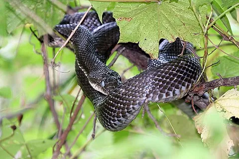 western rat snake: pantherophis obsoletus, a non-venomous colubrid found in North America