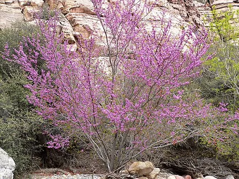 western redbud: a large shrub or small tree of the western US, Cercis occidentalis, sometimes grown for its bright...