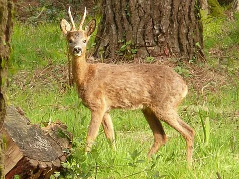 western roe deer: a species of small deer (Capreolus capreolus) native to Europe and Asia Minor