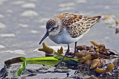 western sandpiper: a type of sandpiper, (Calidris mauri)