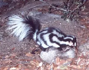 western spotted skunk: a spotted skunk of species Spilogale gracilis, native to southern British Columbia, western US, and...