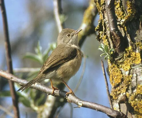 western subalpine warbler: sylvia cantillans, an Old World warbler