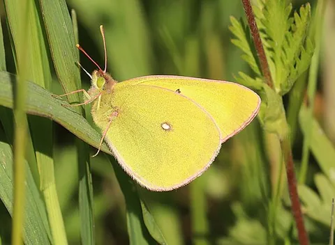western sulphur: colias occidentalis, a species of clouded yellow butterfly