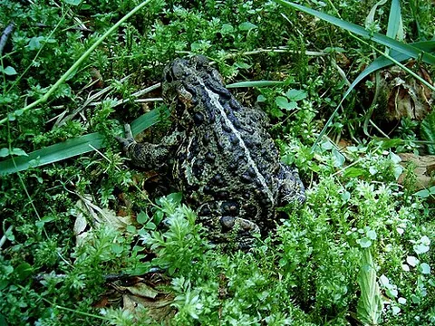 western toad: anaxyrus boreas, a species of toad whose range extends from the southern coast of Alaska to the...