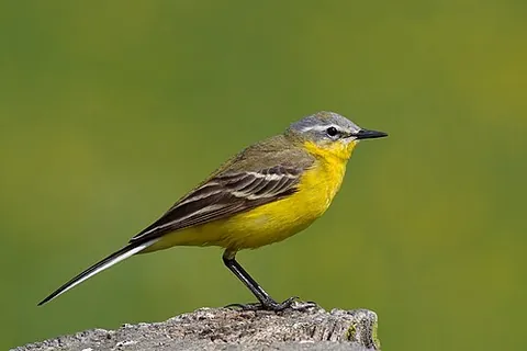 western yellow wagtail: motacilla flava, a small passerine bird in the family Motacillidae