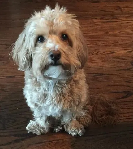 westiepoo: a dog that is a cross between a West Highland White Terrier and a poodle