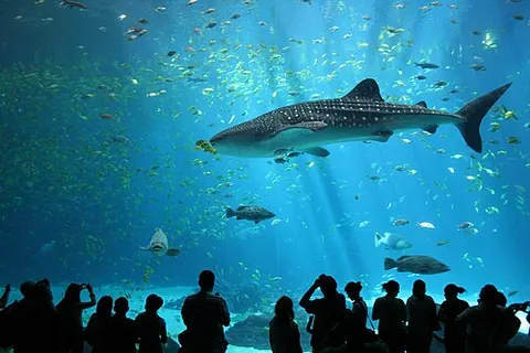 whale shark: a very large spotted shark, Rhincodon typus, of warm marine waters, similar to a whale, that feeds...