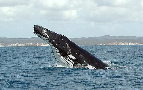 whale: any large cetacean, usually with the exclusion of dolphins and porpoises