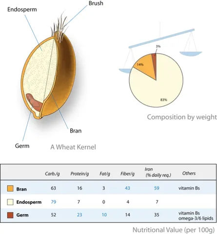 wheat germ: embryo or nucleus of the wheat kernel