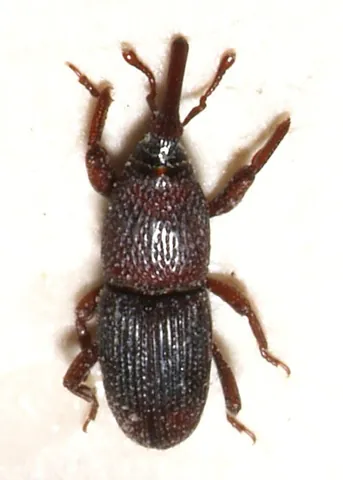 wheat weevil: a common species of weevil (Sitophilus granarius) that occurs worldwide and causes damage to...