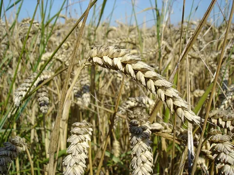 wheat: any of the several cereal grains, of the genus Triticum, that yields flour as used in bakery